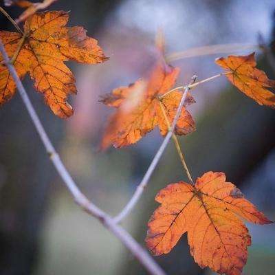 二人麻将app下载